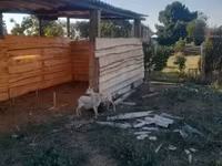 Ovelha, Ovelhas — foto 4