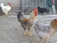 Chickens — zdjęcie 5