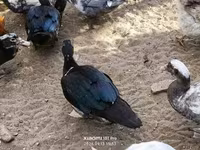 Ducks — फ़ोटो 2
