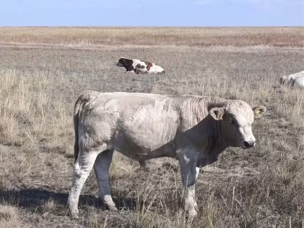 Бұқа, Ірі қара