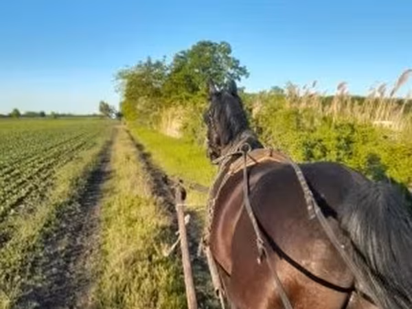Caballo, Nonius horse