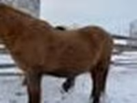 Pastuv, Yakutian horse — fotografija 5