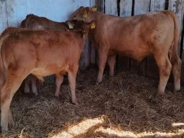 公牛, Simmental cattle