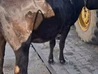 母牛, Cattle — 照片 3