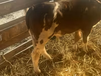 Bulle, Simmental cattle — Foto 1