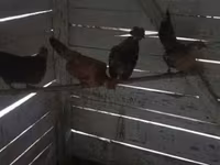 Chickens — foto 1