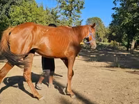 Mare, Arabian horse — photo 2