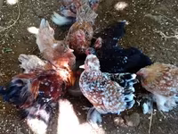 ياباني بانتام — الصورة 6