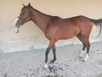 Pastuv, Arabian horse — fotografija 2