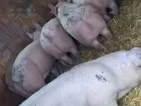 公猪, Pigs — 照片 1