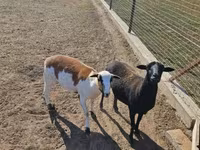 Brebis, Cameroon sheep — photo 1