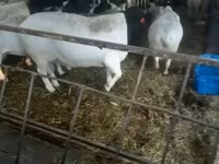 Carnero, Dorper sheep — foto 1