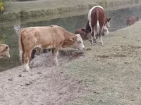 सांड, आउलियेकोल नस्ल — फ़ोटो 4