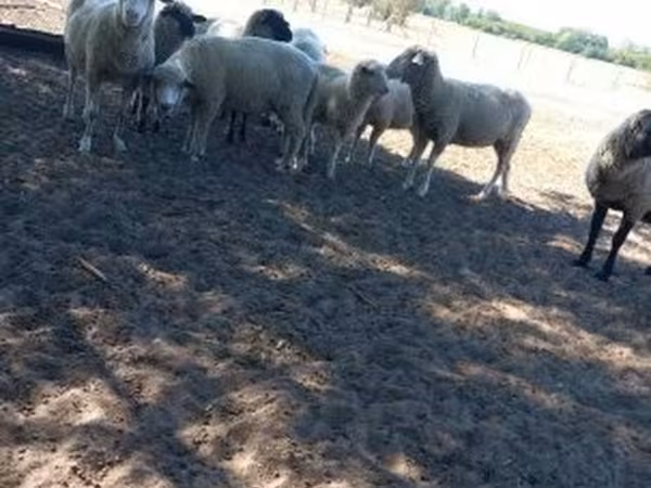 Ram, Sheep