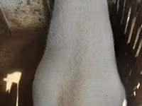 Locha, Świnie — zdjęcie 5