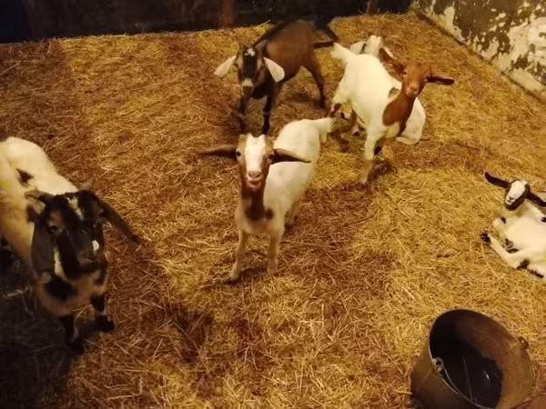 Koza, Boer goat — Węgry