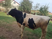 Bik, Russian Black pied cattle — fotografija 2