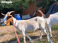 Cabra, Cabras — foto 8