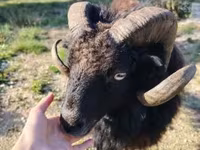 Oveja, Ouessant sheep — foto 2