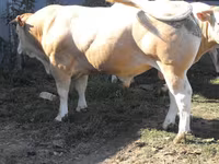 ثور, Blonde d’Aquitane cattle — الصورة 2