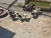 Ducks — foto 1