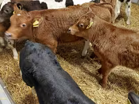 牛只（批次，未指定性别）, Simmental cattle — 照片 5