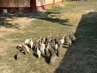 Guinea fowl — zdjęcie 1