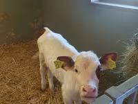 Sigir, Simmental cattle — 2-rasm