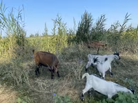 बकरी, Czech Brown Shorthaired goats — फ़ोटो 6