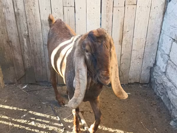 Taka, Nubian Goat