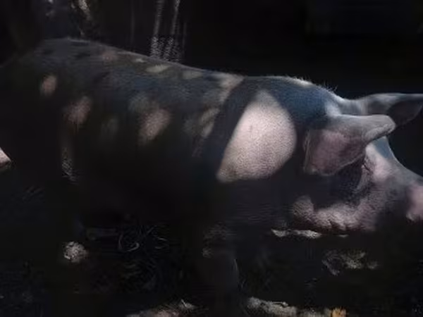 Säue, Schweine