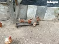 Chickens — 照片 3
