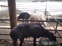 Bélier, Moutons — photo 2