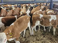 Krava, Simmental cattle — fotografija 1
