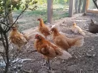 Chickens — 照片 3