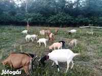 Koza, Nubian Goat — fotografija 1