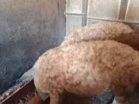 नर सूअर, Мангалица — फ़ोटो 2