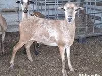 Oveja, Cameroon sheep — foto 4