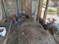 Chickens — fotografija 2