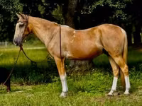 Pastuv, Quarter Horse — fotografija 2