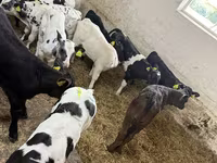 Bull, Cattle — photo 2