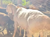 Bélier, Rhon sheep — photo 1