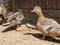Ducks — fotografija 1