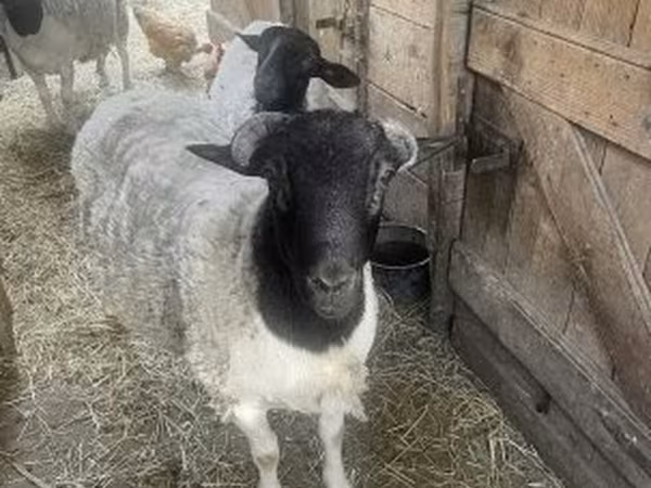 Schaf, Dorper sheep