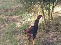 Guinea fowl — الصورة 2