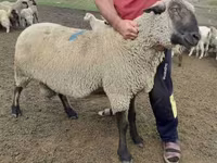 Ovan, Hampshire sheep — fotografija 2