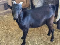 Jarac, Dutch Landrace goats — fotografija 1