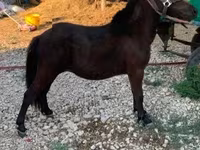 Yegua, Caballos — foto 4