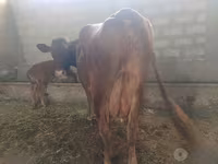 Krava, Red Estonian cattle — fotografija 2