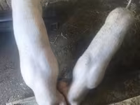 母猪, Pigs — 照片 1